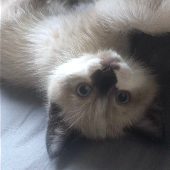 Meet your Posher, Kara - Picture 1 of 1